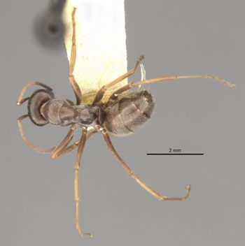 Media type: image;   Entomology 8876 Aspect: habitus dorsal